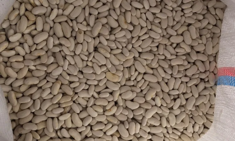 Продам фасоль белую длинную - фото № 1