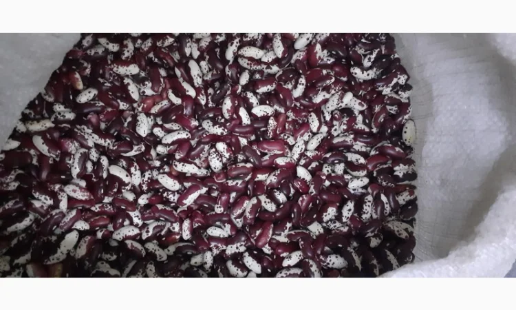 Куплю квасолю ласточку - фото № 1