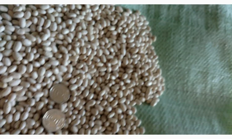 Квасоля Насіння Мавка Невібінс Лаура - фото № 2