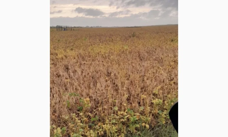 Квасоля Насіння Мавка Невібінс Лаура - фото № 3