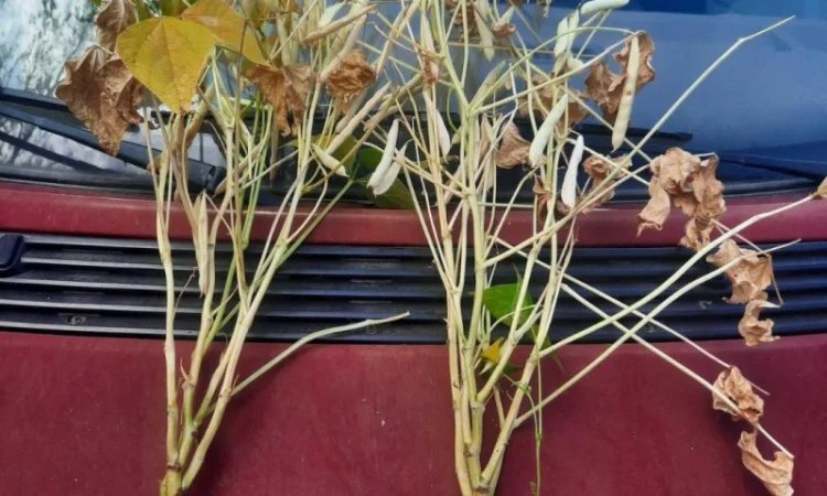 Квасоля Насіння Мавка Невібінс Лаура - фото № 4