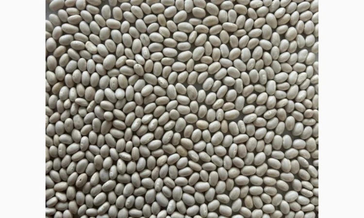 Квасоля Насіння Мавка Невібінс Лаура - фото № 5