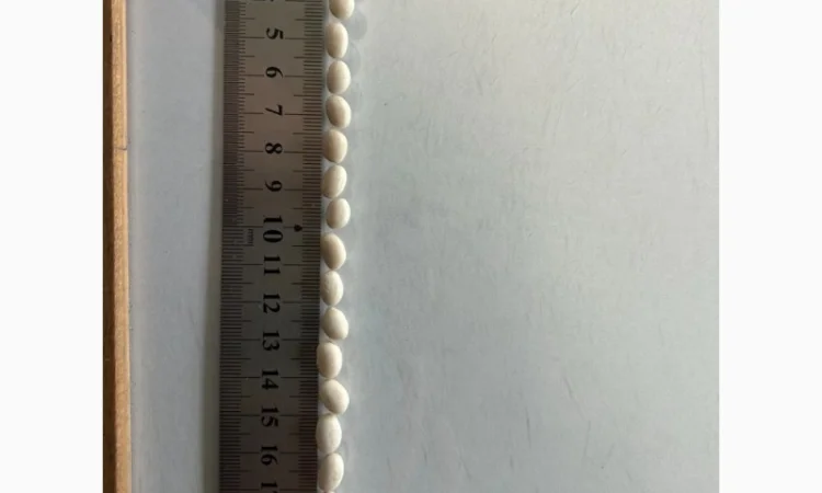 Квасоля Насіння Мавка Невібінс Лаура - фото № 6