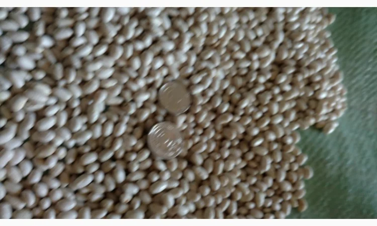 Продам насіння квасолі Мавка - фото № 1