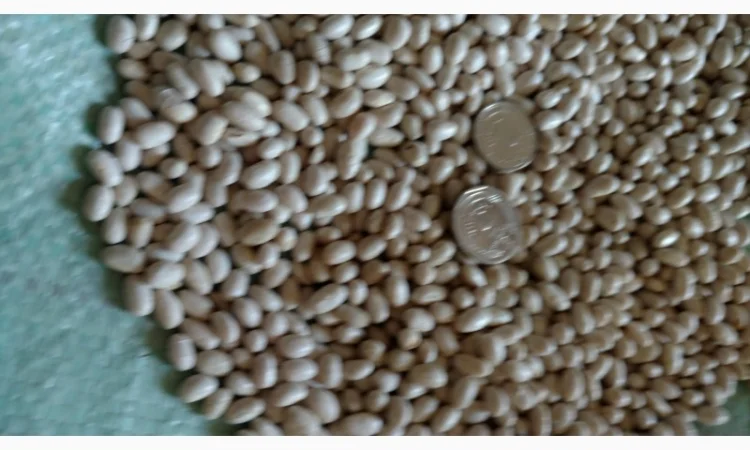 Продам насіння квасолі Мавка - фото № 2