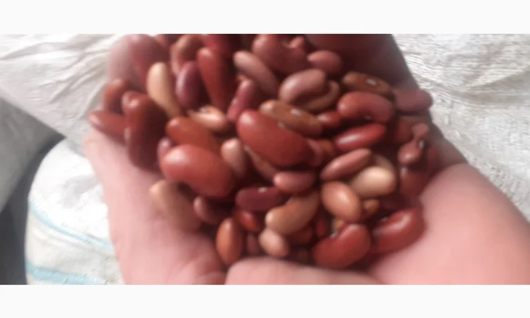 Продам квасолю - фото № 1