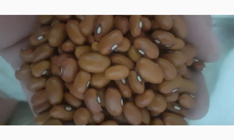 Продам квасолю - фото № 2