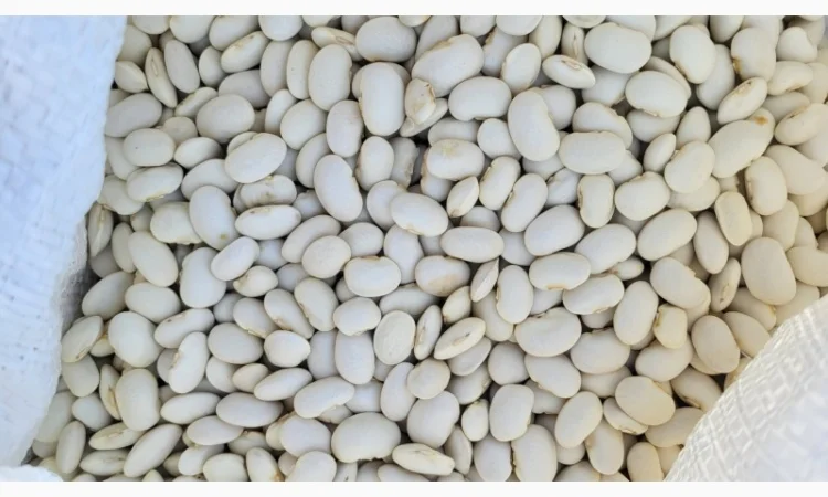 Куплю квасолю сорт бандоля - фото № 1