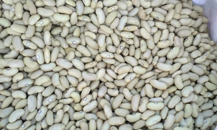 КВАСОЛЯ лимонка (зелена довга) - фото № 2