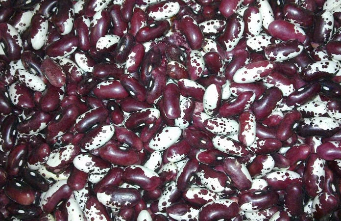 ПРОДАМ квасоля ластівка - фото № 1