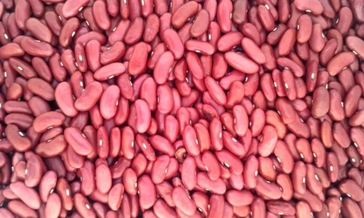 Томатна Американка Квасоля - фото № 1