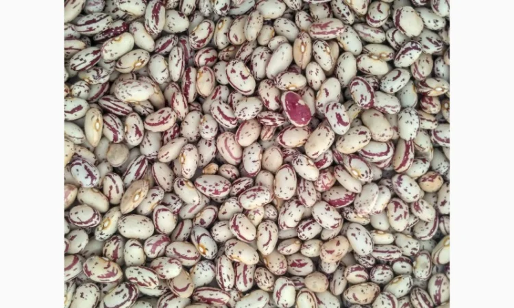 Барлолотт Квасоля Фасоль - фото № 1