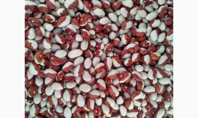 Квасоля шапочка - фото № 1