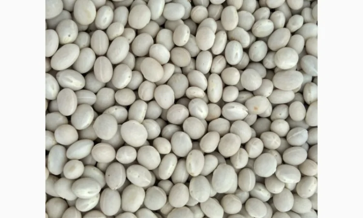 Квасоля сахарна біла кругла - фото № 1