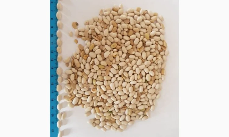 Фасоль белая Мавка 100 тонн 2021 года - фото № 1