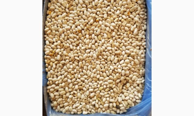 Фасоль белая Мавка 100 тонн 2021 года - фото № 2