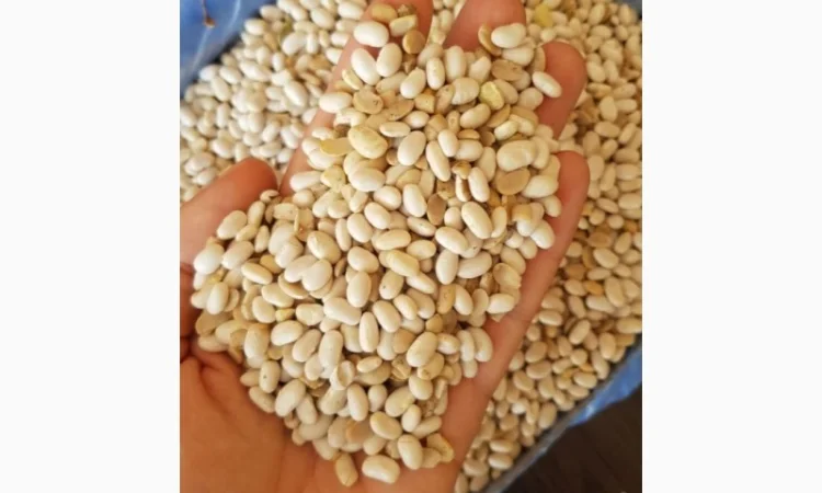 Фасоль белая Мавка 100 тонн 2021 года - фото № 3