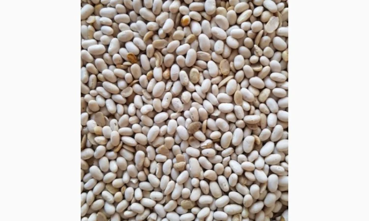 Фасоль белая Мавка 100 тонн 2021 года - фото № 4