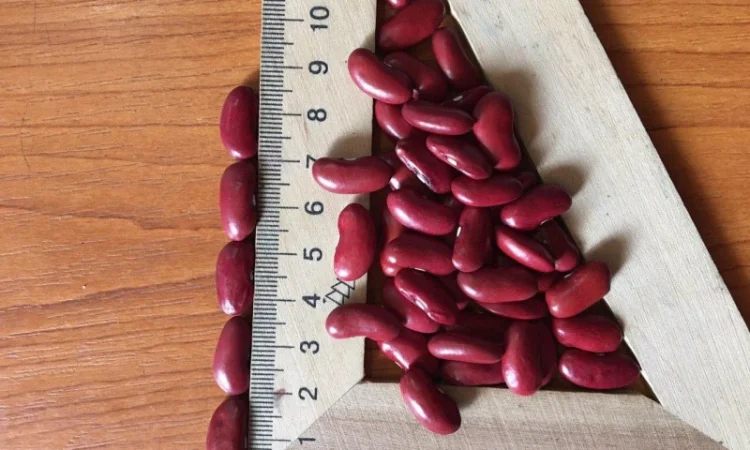 Продам фасоль томатка - фото № 1