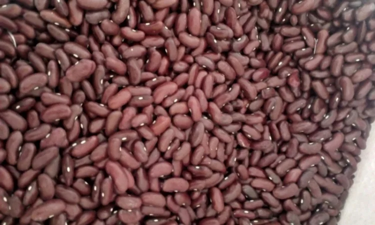 Продам квасолю - фото № 5