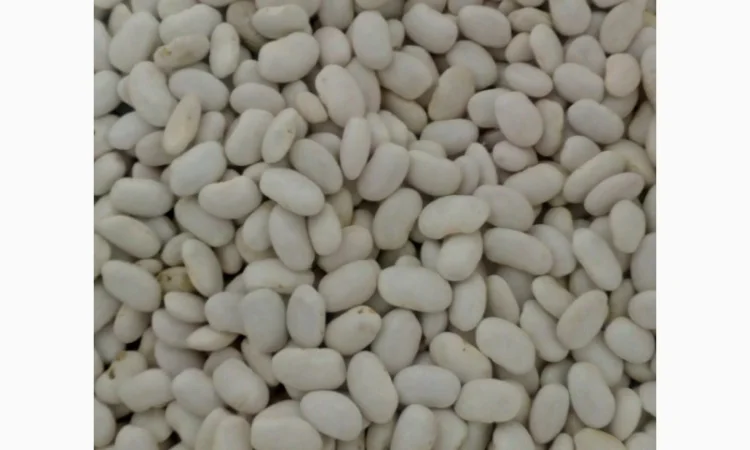 Продам квасолю - фото № 1