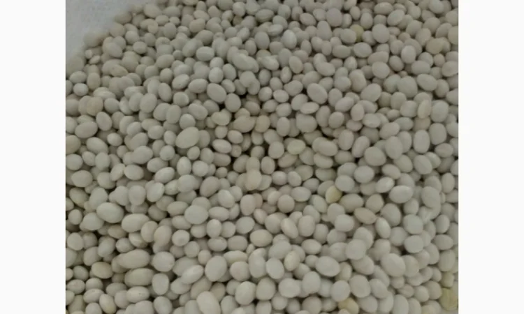 Продам квасолю - фото № 2