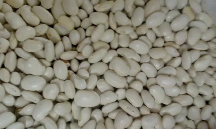 Продам квасолю - фото № 4