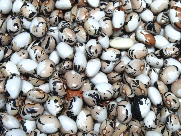 Куплю фасоль(рябка - фото № 2