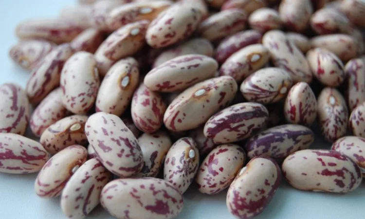 Куплю фасоль(рябка - фото № 3