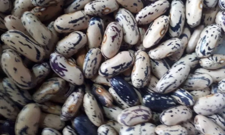 Куплю фасоль(рябка - фото № 4