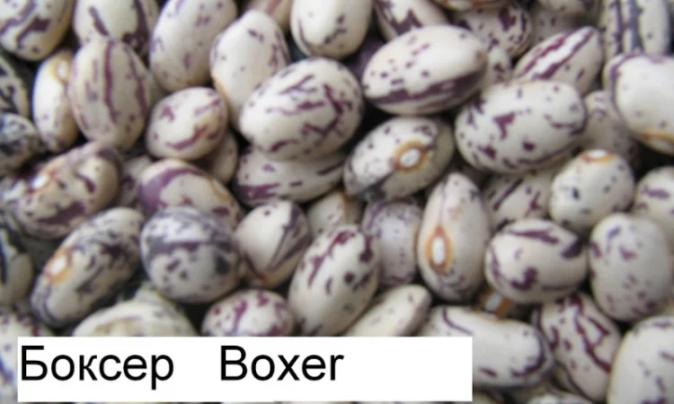 Куплю фасоль(рябка - фото № 5