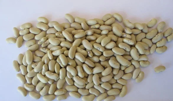 Продаємо квасолю "Лимонка" - фото № 1