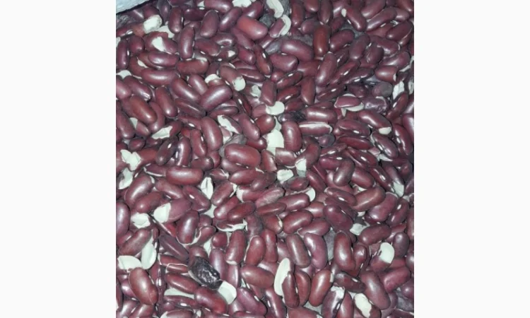 Продаємо квасолю на корм тваринам - фото № 2