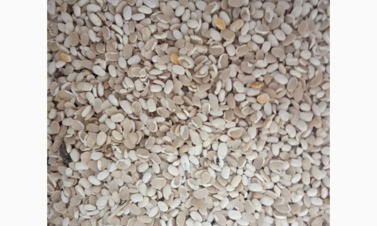 Продаємо квасолю на корм тваринам - фото № 4