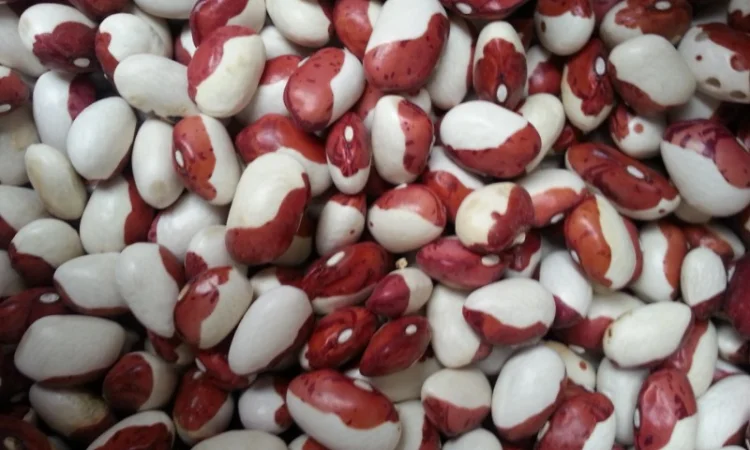 Закуповуємо гуртом - фото № 13