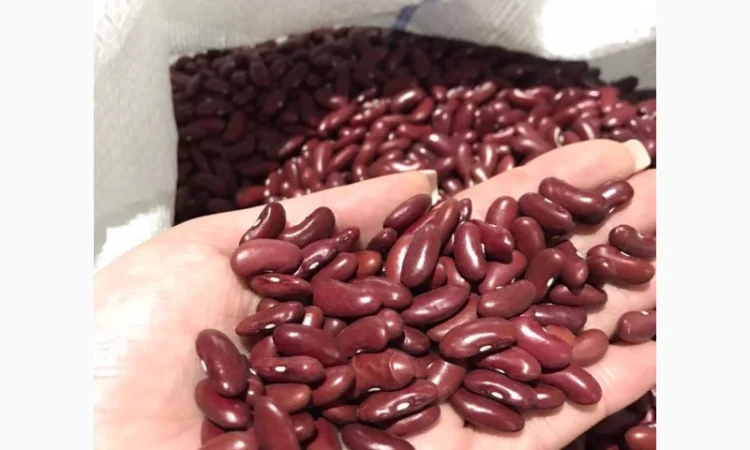 Купуємо квасолю "Томатка" - фото № 1