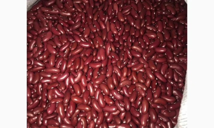 Купуємо квасолю "Томатка" - фото № 2