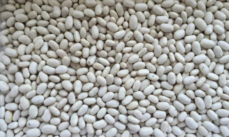 Пропонується квасоля сорту "Мавка" - фото № 1