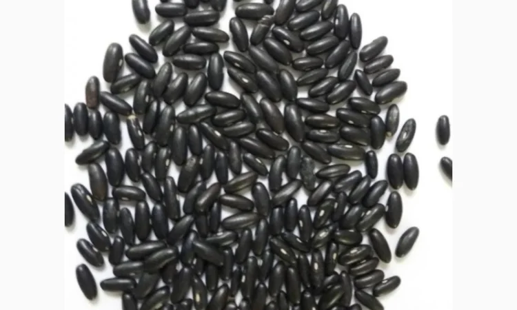 Продаємо чорну квасолю - фото № 1