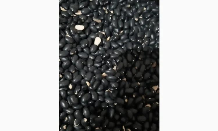 Продаємо чорну квасолю - фото № 2