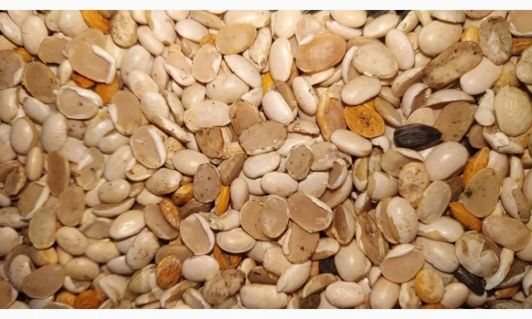 Продам половинки квасолі - фото № 1