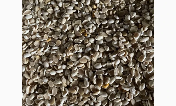 Продам половинки фасоли - фото № 2