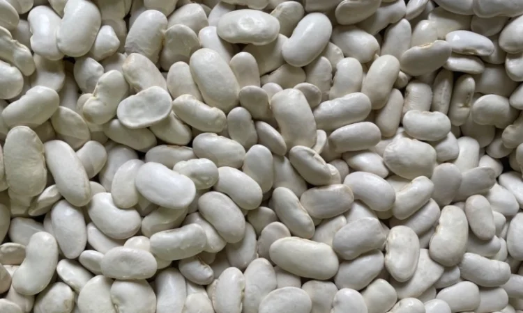 Квасоля ясь королівський - фото № 1