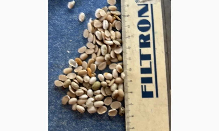 Продам половинку фасоли - фото № 1