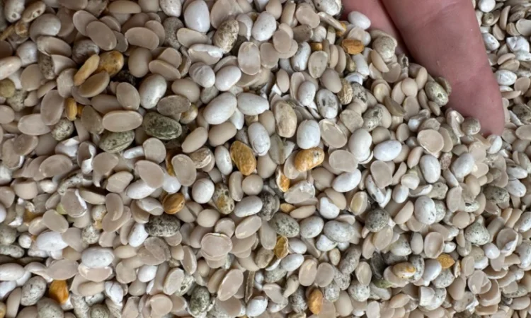 Продам половинку фасоли - фото № 2