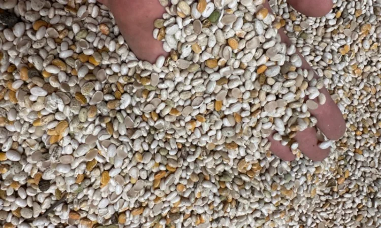 Продам половинку фасоли - фото № 3