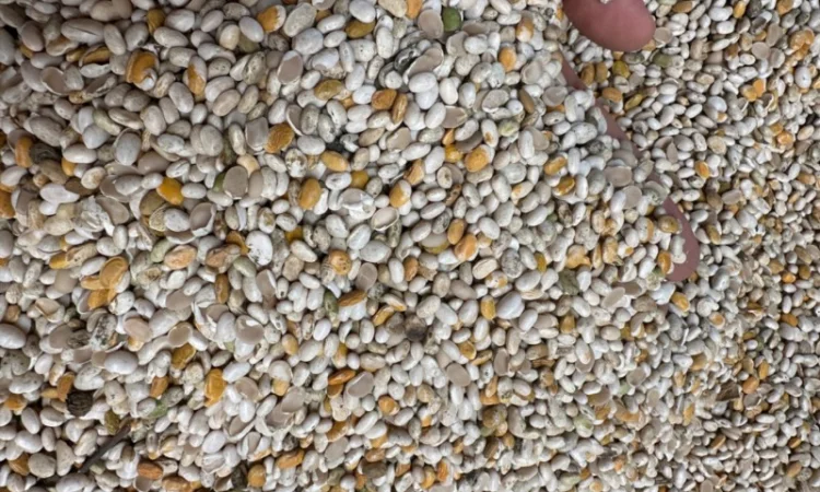 Продам половинку фасоли - фото № 4