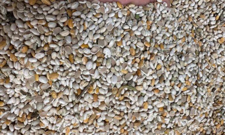 Продам половинку фасоли - фото № 6