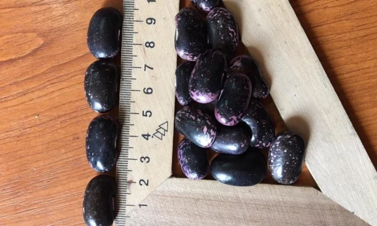 Продам фасоль на насіння - фото № 1