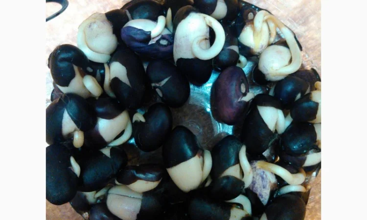 Чорна фасоль квасоля диабет діабет насіння для садження майже вся сходить - фото № 2